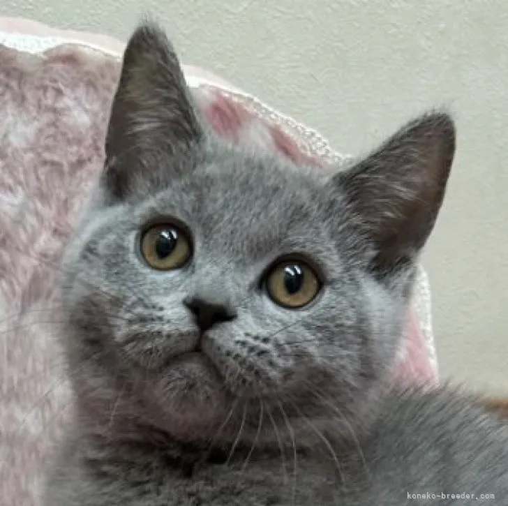 ID：2305-02212の子猫