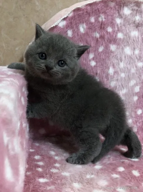 ID:1801-00230の子猫