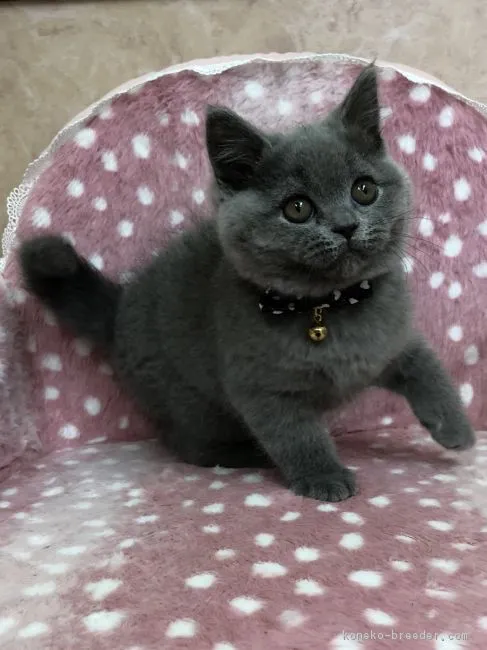 ID:1805-00048の子猫