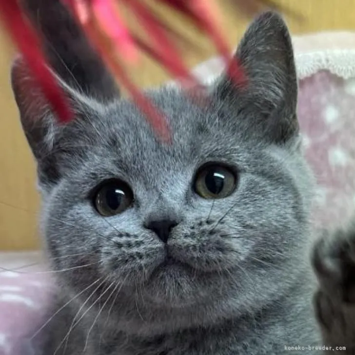 ID:2210-03010の子猫