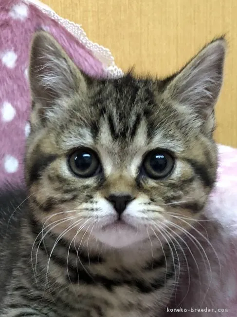 ID:1812-01172の子猫