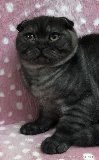 ID:2002-00756の子猫