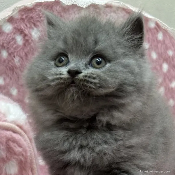 ID：2306-00084の子猫