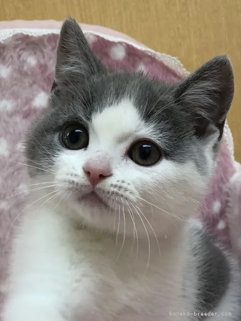 ID:2105-02659の子猫