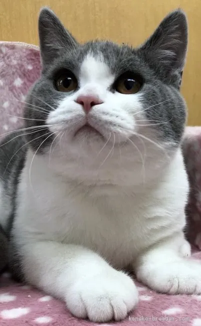 ID:1910-01421の子猫