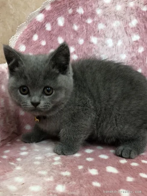 ID:1804-01831の子猫