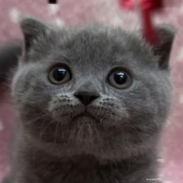 ID:2309-00472の子猫