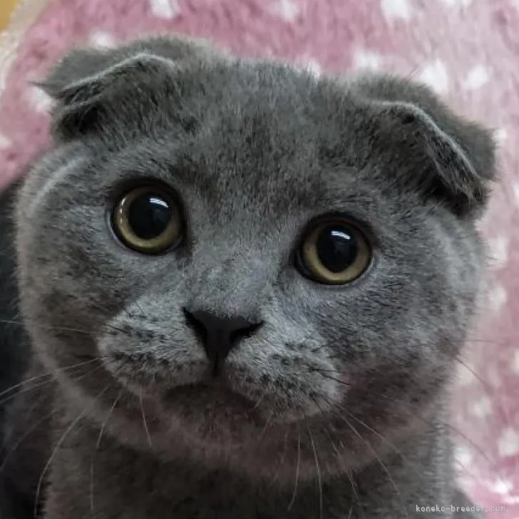 ID:2207-00267の子猫