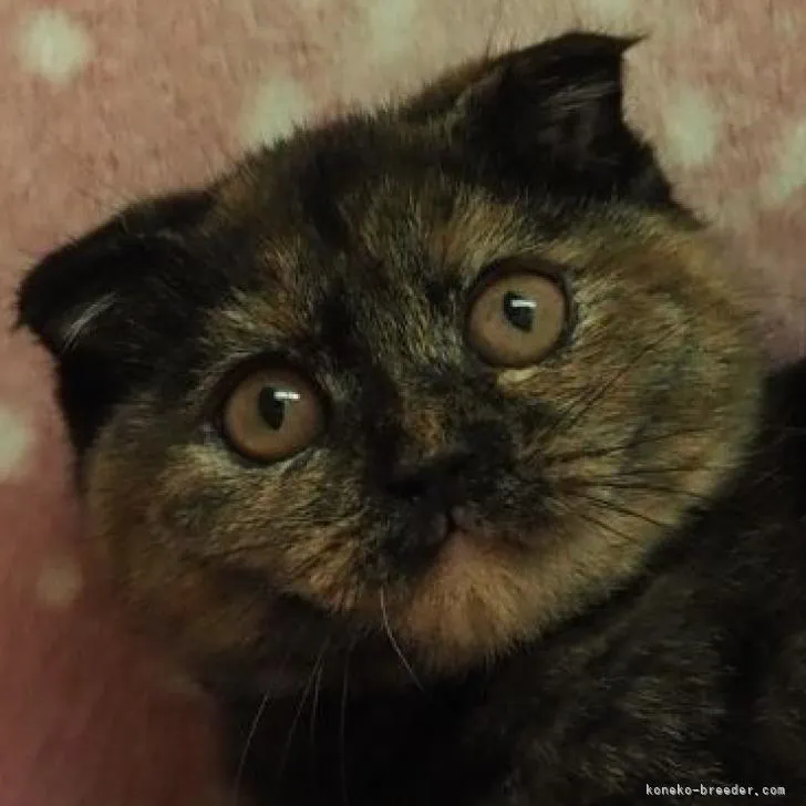 ID：2210-01900の子猫