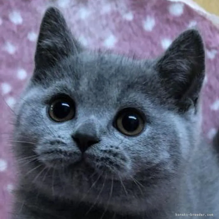 ID:2207-00649の子猫