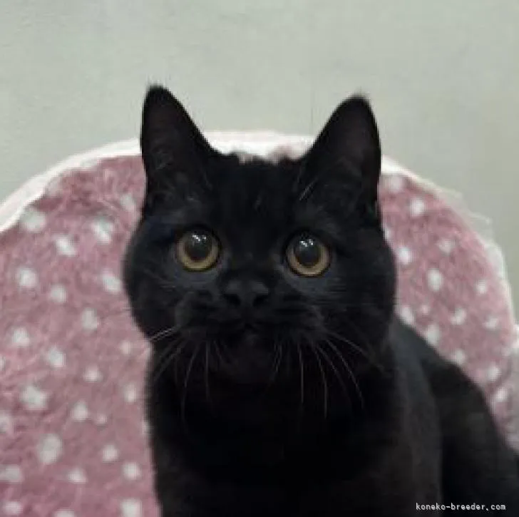 ID:2211-00217の子猫