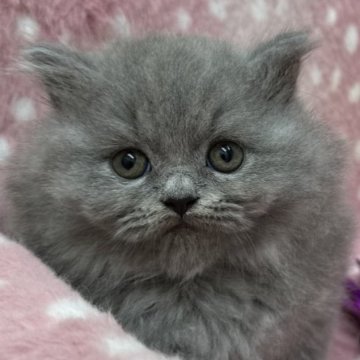 ブリティッシュショートヘア【大阪府・女の子・2023年3月31日・ブルー(ロングヘア)（✨ふわふわの柔らかい被毛✨）】の写真「✨むちむちふわふわ✨めちゃ可愛です💕」