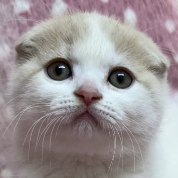 スコティッシュフォールド(折れ耳)【大阪府・女の子・2024年2月17日・クリーム&ホワイト（✨健康的な柔らかい被毛です）】の写真「✨まんまるもこもこめちゃくちゃ可愛い💕」