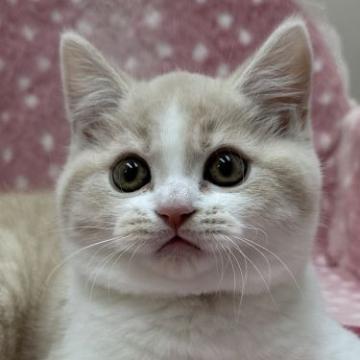 ブリティッシュショートヘア【大阪府・男の子・2022年10月12日・クリーム&ホワイト（✨★健康なもっこもこの被毛★✨）】の写真「✨むちむち★コロコロくん✨」
