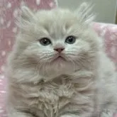 ブリティッシュショートヘア【大阪府・男の子・2023年1月19日・クリーム】の写真1「めちゃくちゃかわいい子です💕」