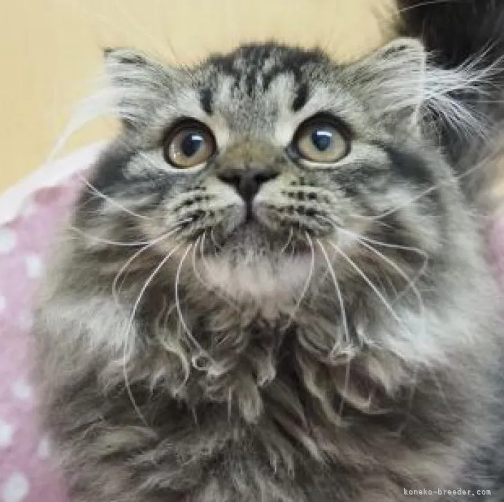 ID：2210-01901の子猫