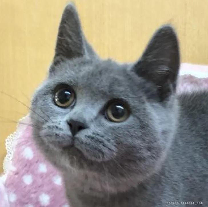 ID:2207-02741の子猫