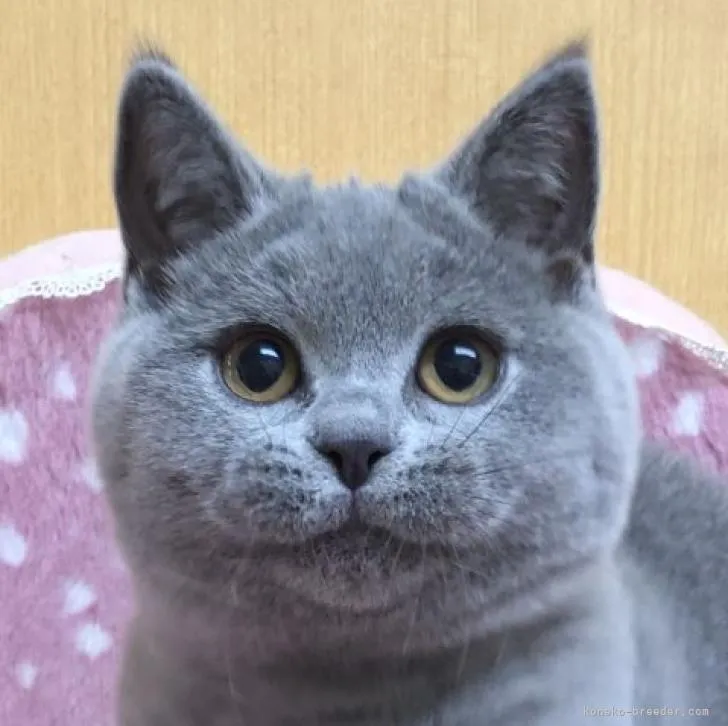 ID:2209-00578の子猫