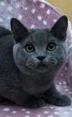ブリティッシュショートヘア【大阪府・男の子・2019年8月27日・ブルー】の写真2「モコモコが止まりません😅💦」