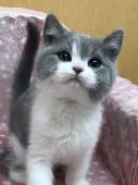 ブリティッシュショートヘア【大阪府・男の子・2021年12月16日・ブルー&ホワイト】の写真2