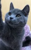 ブリティッシュショートヘア【大阪府・男の子・2019年7月26日・ブルー】の写真3「むっちしています😻」
