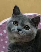 ブリティッシュショートヘア【大阪府・女の子・2018年5月24日・ブルークリーム】の写真4「ほっぺが可愛いー😍💕柄も超可愛い❤️」