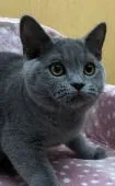 ブリティッシュショートヘア【大阪府・男の子・2019年8月27日・ブルー】の写真5「将来楽しみですねー⭐️」