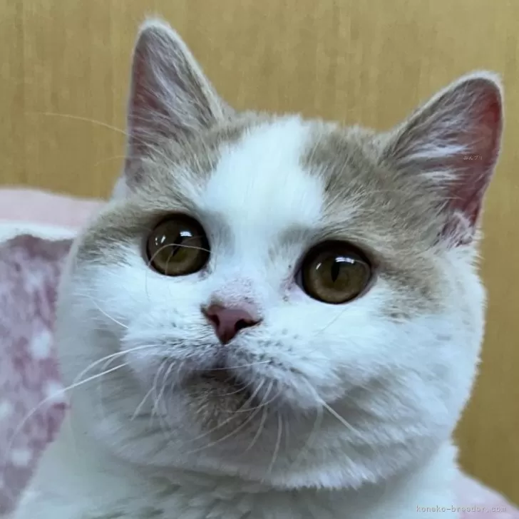 ID:2505-01464の子猫