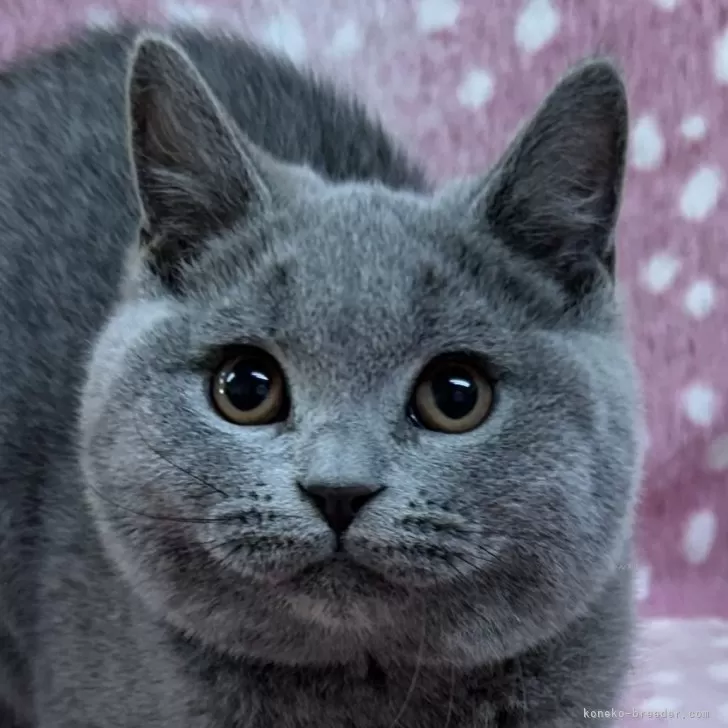 ななちゃん 様のお迎えした子猫