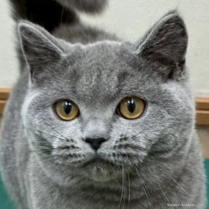 ID:2507-02204の子猫