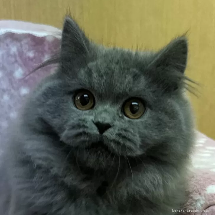 ID：2411-01754の子猫