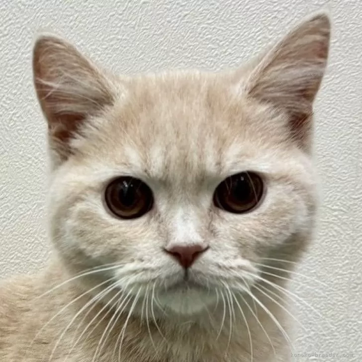 ID：2507-02068の子猫