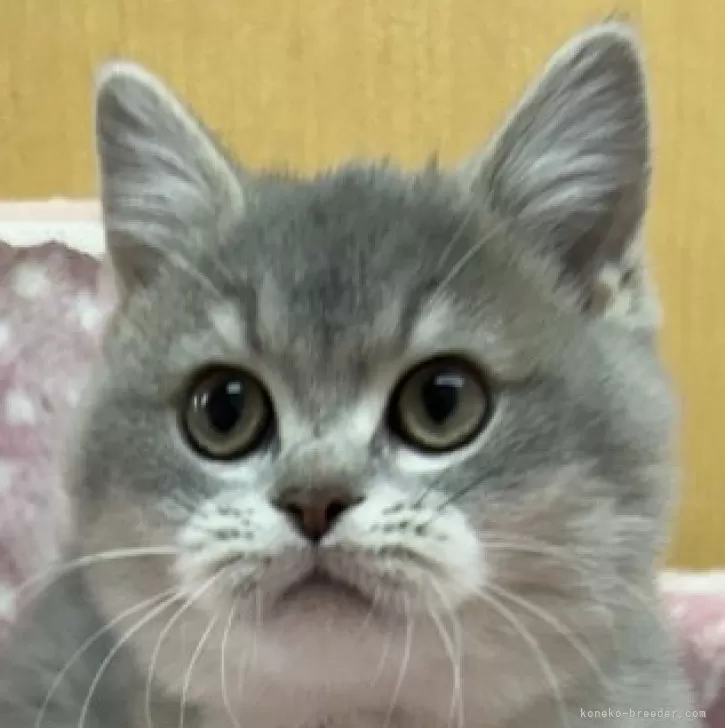 ID:2411-00350の子猫