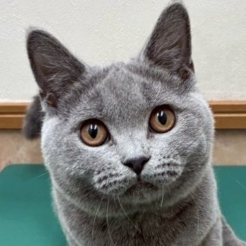 ブリティッシュショートヘア【大阪府・女の子・2025年3月26日・ブルー（✨健康的な柔らかい被毛です）】の写真「⭐️とてもかわいい女の子⭐️」