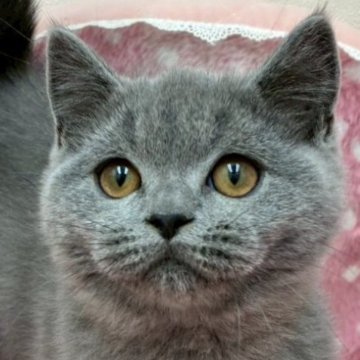 ブリティッシュショートヘア【大阪府・男の子・2025年4月6日・ブルー（✨健康的な柔らかい被毛です）】の写真「⭐️とてもかわいい男の子😻」