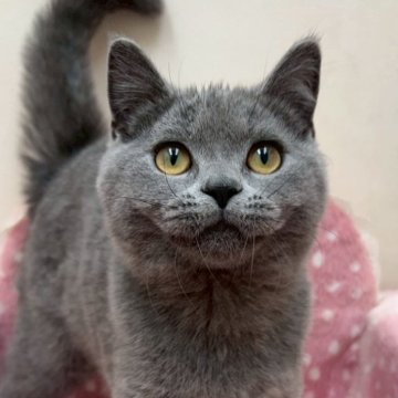 ブリティッシュショートヘア【大阪府・男の子・2025年2月25日・ブルー（✨健康的な柔らかい被毛です）】の写真「✨とても丸顔男の子✨」