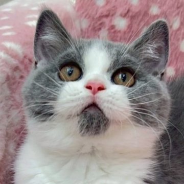 ブリティッシュショートヘア【大阪府・男の子・2025年4月6日・ブルー&ホワイト（✨健康的な柔らかい被毛です）】の写真「⭐️とてもかわいい男の子😻」