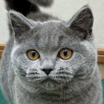 ブリティッシュショートヘア【大阪府・男の子・2025年4月6日・ブルー（✨健康的な柔らかい被毛です）】の写真「⭐️とてもかわいい男の子😻」