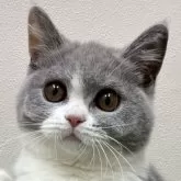 ブリティッシュショートヘア