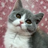ブリティッシュショートヘア