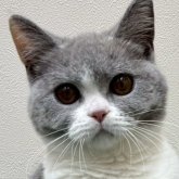 ブリティッシュショートヘア