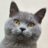 ブリティッシュショートヘア