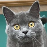 ブリティッシュショートヘア