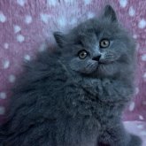 ブリティッシュショートヘア