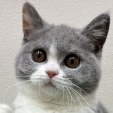 ブリティッシュショートヘア