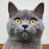 ブリティッシュショートヘア