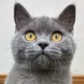 ブリティッシュショートヘア