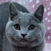 ブリティッシュショートヘア
