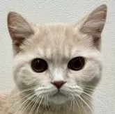 ブリティッシュショートヘア