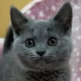 ブリティッシュショートヘア